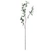 Tall Eucalyptus Stem