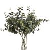 Eucalyptus Spray