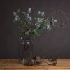 Eryngium Thistle