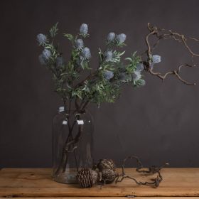 Eryngium Thistle