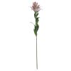 Stargazer Lily