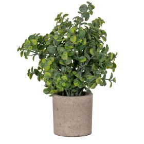 Eucalyptus Plant In Stone Effect Pot