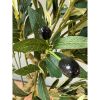 Calabria Olive Tree