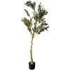 Calabria Olive Tree