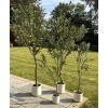 Apulia Olive Tree In White Pot 180Cm