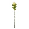 Cream Banksia Stem