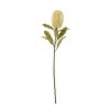 Large Cream Banksia Serrata Stem