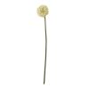 Cream Allium Stem