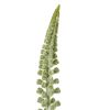White Eremurus Stem