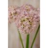 Lilac Giant Allium Stem