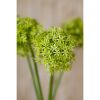 Green Giant Allium Stem