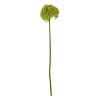 Green Giant Allium Stem