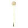 Cream Medium Allium Stem