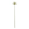 Cream Agapanthus Spray