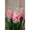 Pink Hyacinth Stem