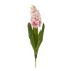 Pink Hyacinth Stem