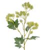 Green French Meadow Spray