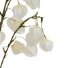 White Physalis Spray
