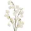White Physalis Spray