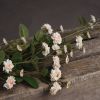 Wild Meadow Rose