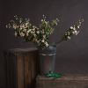Wild Meadow Rose