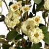 Wild Meadow Rose