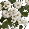 Wild Meadow Rose