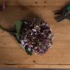 Autumn Hydrangea