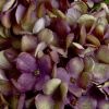 Autumn Hydrangea
