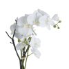 White Orchid In Pot