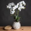 White Orchid In Pot