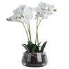 White Orchid In Pot