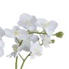 White Orchid In Pot