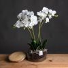 White Orchid In Pot