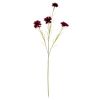 Cornflower Stem