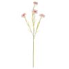 Cornflower Stem