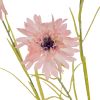 Cornflower Stem