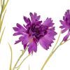 Cornflower Stem