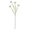 Cornflower Stem