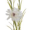 Cornflower Stem